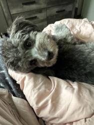 Reunited Male Dog last seen Magnolia st, Anaheim, CA 92804