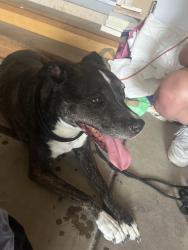 Found/Stray Female Dog last seen Near W 85th Ave, Arvada, CO 80005