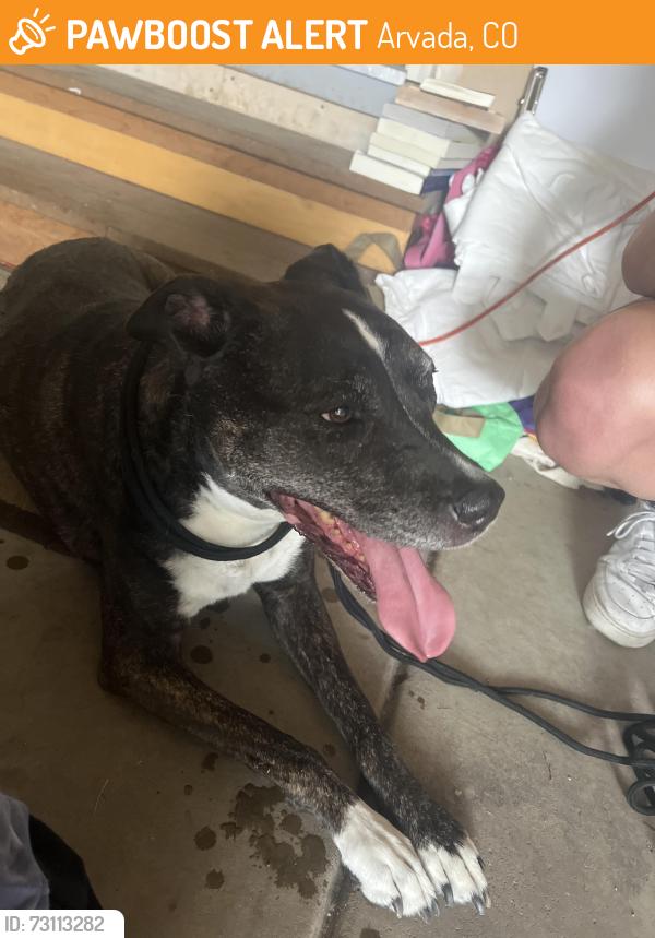 Found/Stray Female Dog last seen Near W 85th Ave, Arvada, CO 80005