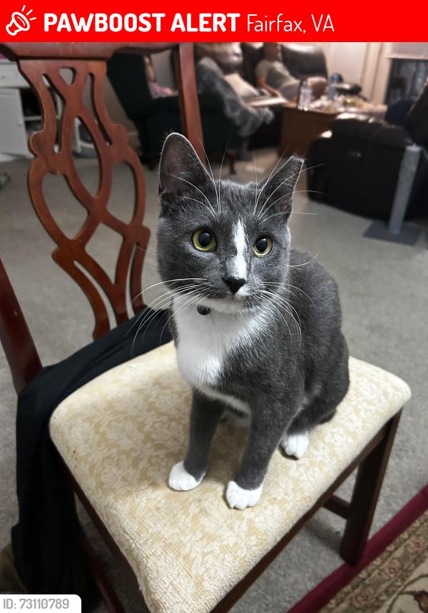 Lost Male Cat last seen Near Monmounth Street, Fairfax, VA 22030