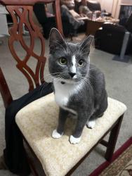 Lost Male Cat last seen Near Monmounth Street, Fairfax, VA 22030