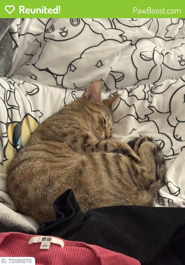 Reunited Female Cat last seen between 8th st and james m wood, Los Angeles, CA 90057