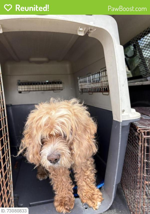 Reunited Male Dog last seen port saint lucie, Port St. Lucie, FL 34986