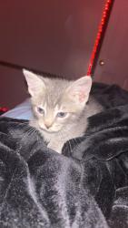 Lost Male Cat last seen Food city, Johnson City, TN 37686