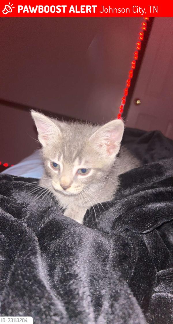 Lost Male Cat last seen Food city, Johnson City, TN 37686