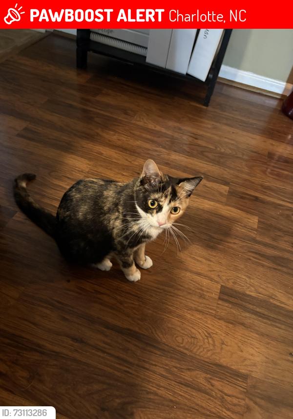 Lost Female Cat last seen Morris Farms, Charlotte, NC, Charlotte, NC 28202