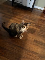 Lost Female Cat last seen Morris Farms, Charlotte, NC, Charlotte, NC 28202