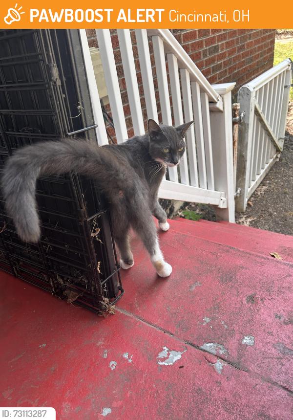 Found/Stray Female Cat last seen Pleasant Ridge Lumford Pl., Cincinnati, OH 45213