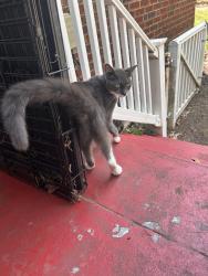 Found/Stray Female Cat last seen Pleasant Ridge Lumford Pl., Cincinnati, OH 45213