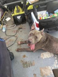 Found/Stray Male Dog last seen Sample and Dixie hwy, Pompano Beach, FL 33064