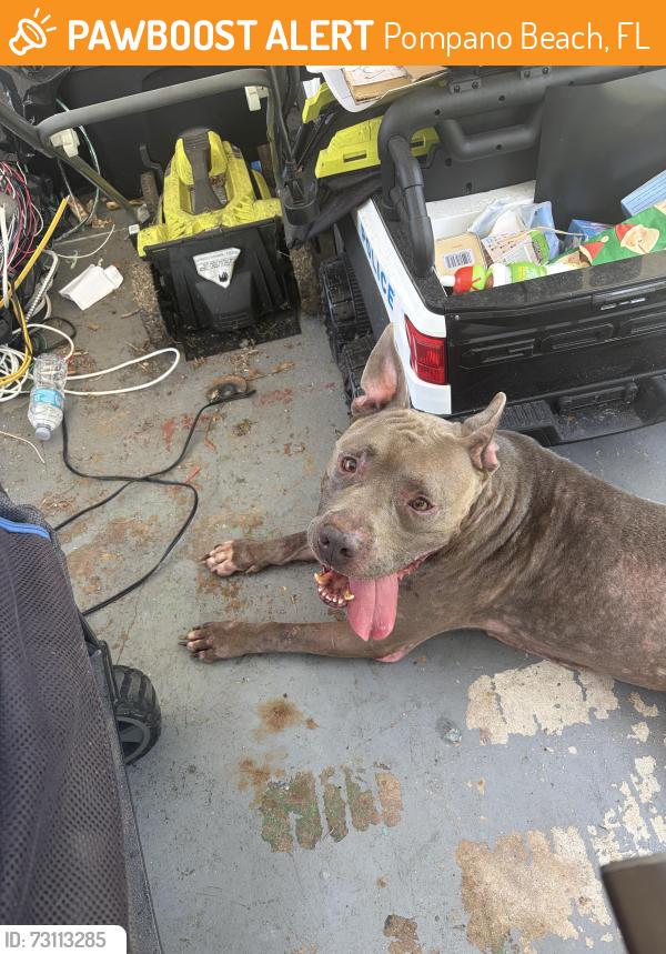 Found/Stray Male Dog last seen Sample and Dixie hwy, Pompano Beach, FL 33064