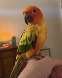 Lost Unknown Bird last seen McDowell and Mesa, Mesa, AZ 85203