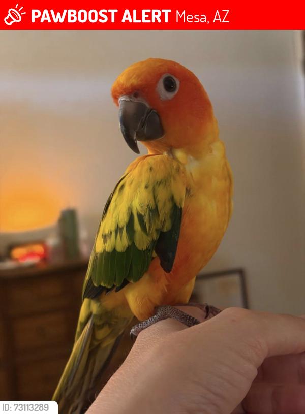 Lost Unknown Bird last seen McDowell and Mesa, Mesa, AZ 85203