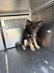 Shelter Stray Male Dog last seen Near Blk of Bluffview, District 3 - East Cleburne,, 2375 Service Dr, Cleburne, TX 76033, USA
