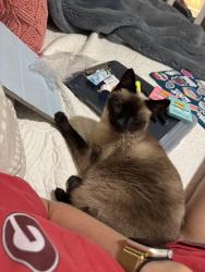 Reunited Female Cat last seen In the apmts behind the Petco on Whittlesey, Columbus, GA 31909