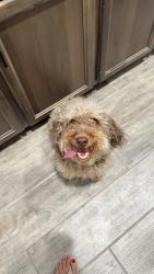 Found/Stray Female Dog last seen Rosewood, Killeen, TX 76548