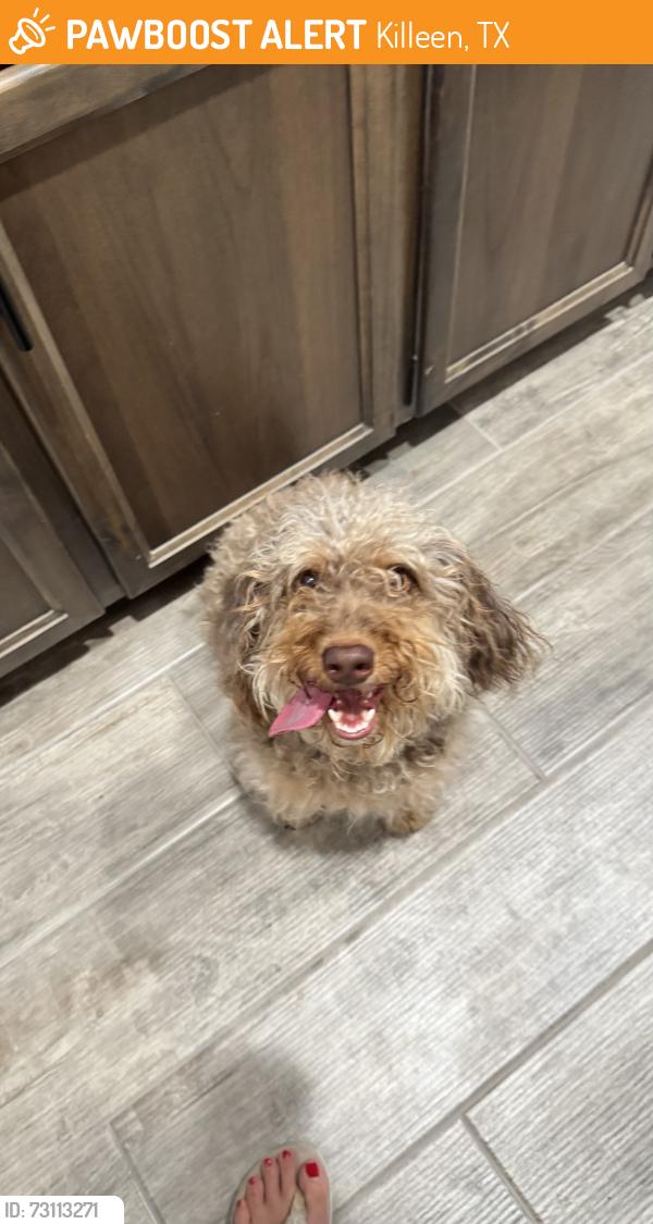 Found/Stray Female Dog last seen Rosewood, Killeen, TX 76548