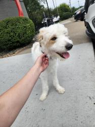 Found/Stray Male Dog last seen Dairy Queen Parking lot, Fridley, MN 55432