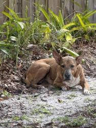 Reunited Female Dog last seen Buck Rd, Orlando, FL 32817, USA, Orlando, FL 32817
