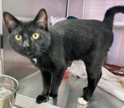 Shelter Stray Male Cat last seen Found by Bayview, 21224, MD, 301 Stockholm St, Baltimore, MD 21230, USA