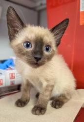 Shelter Stray Male Cat last seen Near w Dan Ronquillo Dr, FHAS (On Site), CA, 1510 W Dan Ronquillo Dr, Fresno, CA 93706, USA