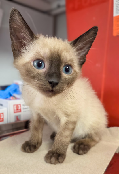 Shelter Stray Male Cat last seen Near w Dan Ronquillo Dr, FHAS (On Site), CA, 1510 W Dan Ronquillo Dr, Fresno, CA 93706, USA