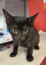 Shelter Stray Female Cat last seen Near w Dan Ronquillo Dr, FHAS (On Site), CA, 1510 W Dan Ronquillo Dr, Fresno, CA 93706, USA