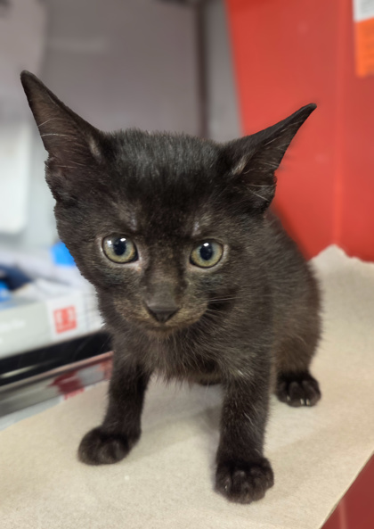 Shelter Stray Female Cat last seen Near w Dan Ronquillo Dr, FHAS (On Site), CA, 1510 W Dan Ronquillo Dr, Fresno, CA 93706, USA