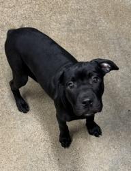 Shelter Stray Female Dog last seen Near e 140, 4th District, OH, 9203 Detroit Ave, Cleveland, OH 44102, USA