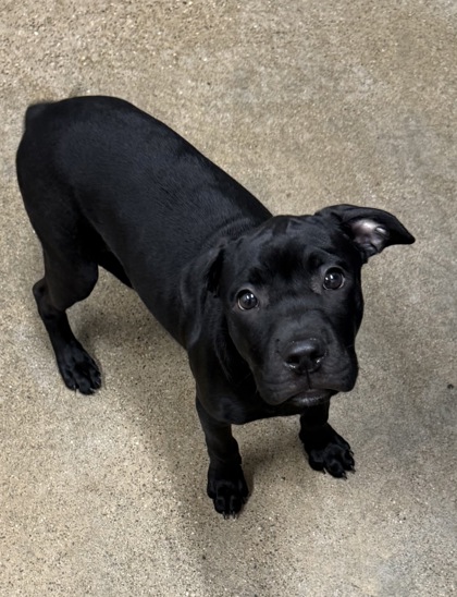Shelter Stray Female Dog last seen Near e 140, 4th District, OH, 9203 Detroit Ave, Cleveland, OH 44102, USA