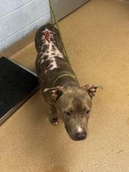 Shelter Stray Male Dog last seen Near S Deshon Rd Lithonia, 30058, 30058, GA, 3280 Chamblee Dunwoody Rd, Chamblee, GA 30341, USA
