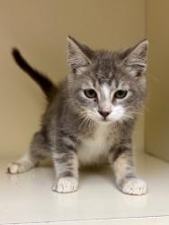 Shelter Stray Male Cat last seen Near Golf Valley Way Stone Mountain Georgia 30088, 30088, GA, 3280 Chamblee Dunwoody Rd, Chamblee, GA 30341, USA