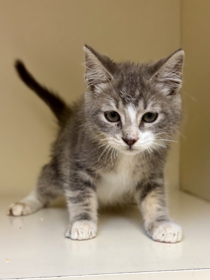 Shelter Stray Male Cat last seen Near Golf Valley Way Stone Mountain Georgia 30088, 30088, GA, 3280 Chamblee Dunwoody Rd, Chamblee, GA 30341, USA