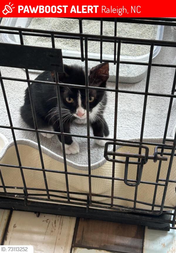 Lost Male Cat last seen Near Pine Dr, Raleigh NC, Raleigh, NC 27608