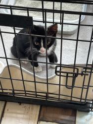Lost Male Cat last seen Near Pine Dr, Raleigh NC, Raleigh, NC 27608