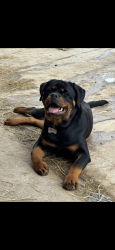Lost Female Dog last seen 2409fm, Moody, TX 76557