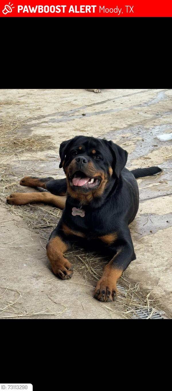 Lost Female Dog last seen 2409fm, Moody, TX 76557