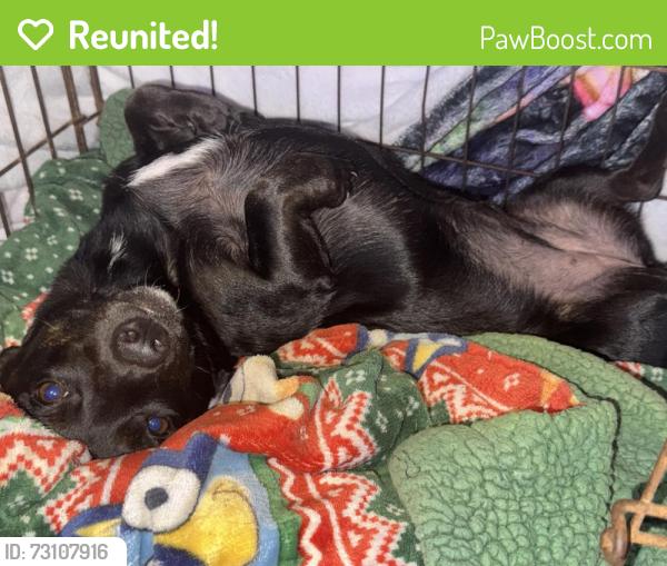 Reunited Female Dog last seen Hwy 16, Poteet, TX 78065