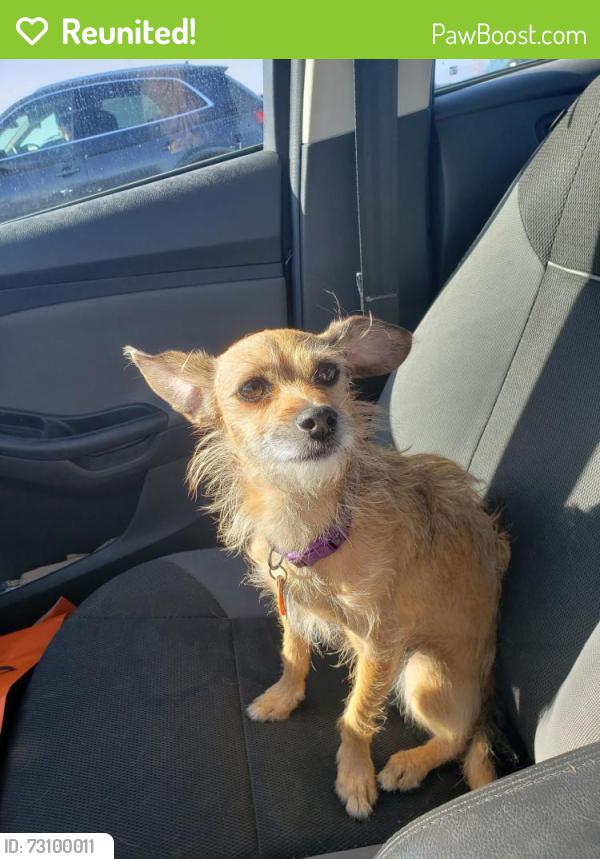 Reunited Female Dog last seen Edgemar Dr. Between Manor & Avalon, Pacifica, CA 94044