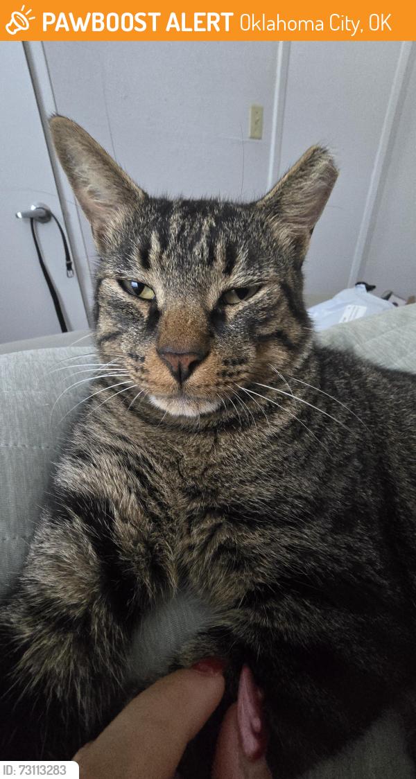 Found/Stray Male Cat last seen Right behind the Cambridge park neighborhood, Oklahoma City, OK 73135