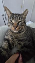 Found/Stray Male Cat last seen Right behind the Cambridge park neighborhood, Oklahoma City, OK 73135