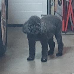 Reunited Male Dog last seen Richardson, Minneapolis, MN 55414