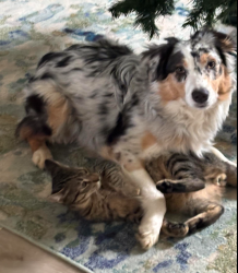 Reunited Male Dog last seen Road 415, Raymond, CA 93653