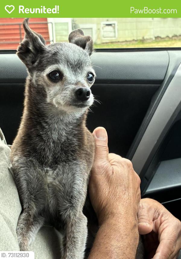 Reunited Female Dog last seen School & Culbert, Oakland, CA 94602