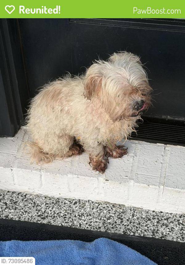 Reunited Female Dog last seen Harmony section, Spring, TX 77386