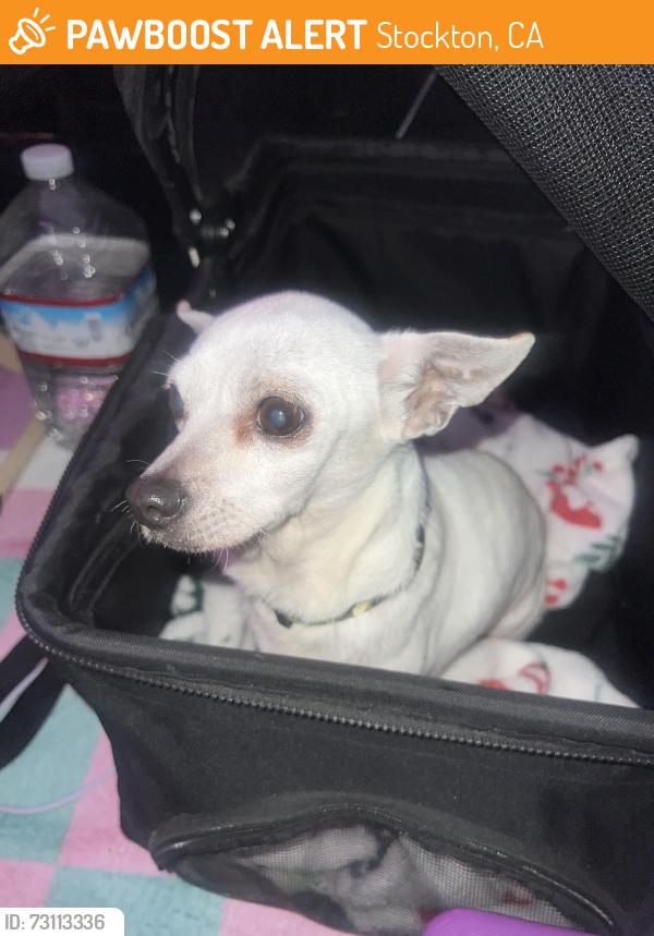 Found/Stray Female Dog last seen Found by Weston ranch high, Stockton, CA 95206