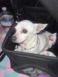 Found/Stray Female Dog last seen Found by Weston ranch high, Stockton, CA 95206