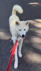 Reunited Male Dog last seen 90th avenue east & 32 street east, Edgewood, Edgewood, WA 98372