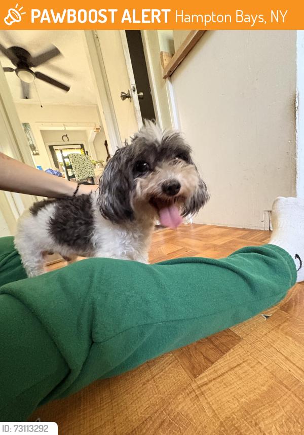 Found/Stray Male Dog last seen Near suffolk road, Hampton Bays, NY 11946