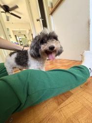 Found/Stray Male Dog last seen Near suffolk road, Hampton Bays, NY 11946